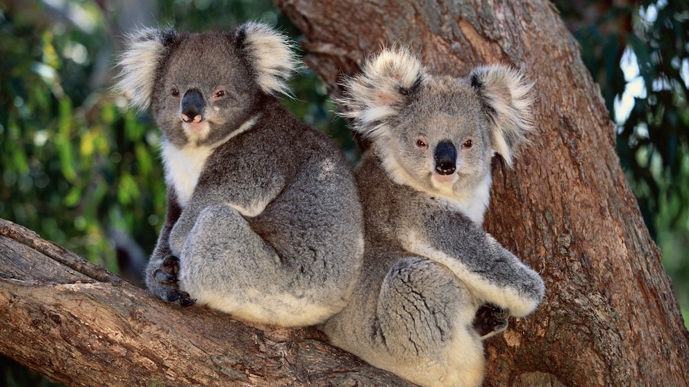 Zwei Koalas sitzen auf einem Baum.