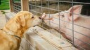 Ein Hund und ein Schwein beschn&uuml;ffeln sich