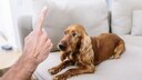 Noch heute finden sich viele Hundebesitzer, die ihr Tier nach der fragw&uuml;rdigen Dominanz-Theorie erziehen.