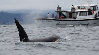 Ein Orcas schwimmt direkt auf eine Jacht zu