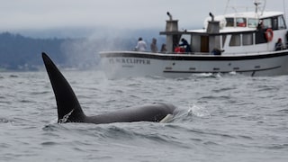 Ein Orcas schwimmt direkt auf eine Jacht zu