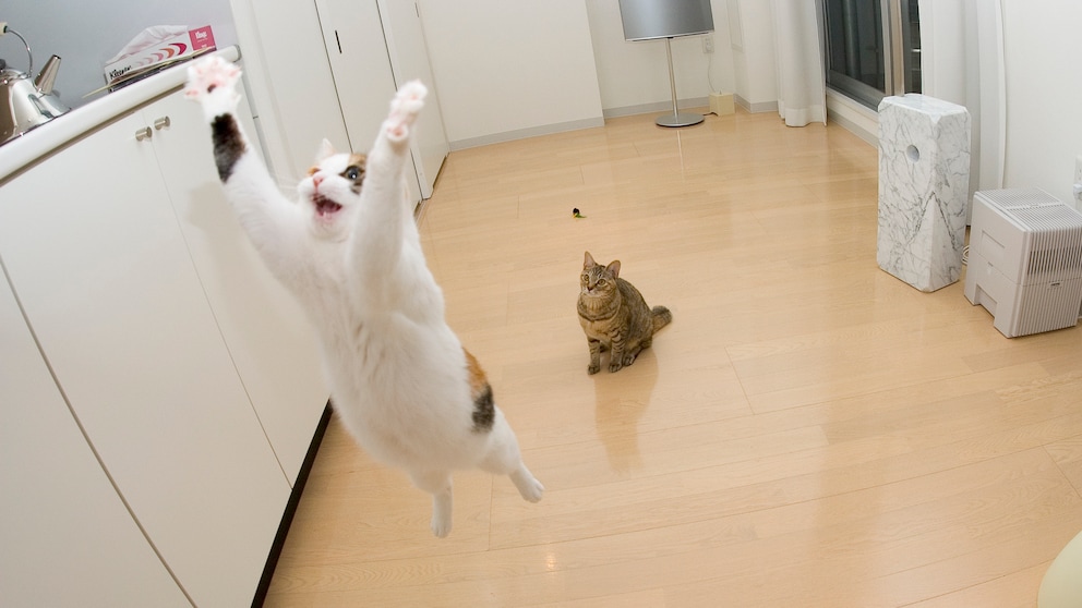 Eine Katze macht einen waghalsigen Sprung in einer Küche