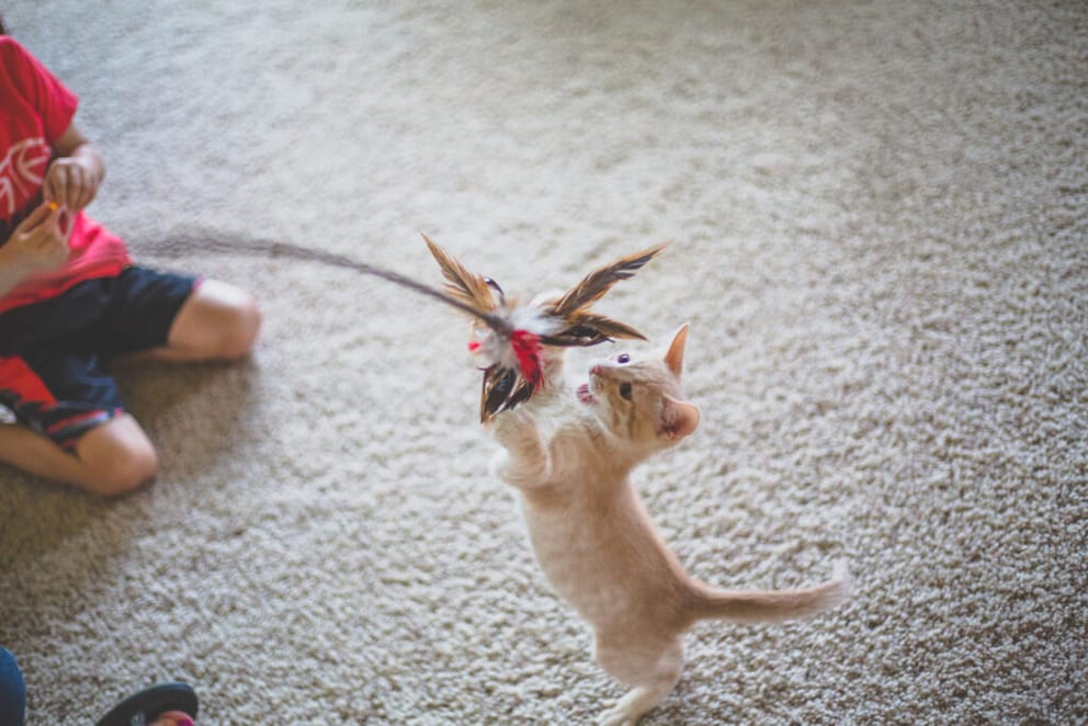 Little boy playing with a feather wand with a young kitten.