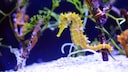 Ein Seepferdchen schwimmt in einem Aquarium