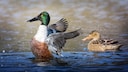 Löffelenten haben ihr Essensbesteck dank ihres breiten Schnabels immer parat. Männchen tragen das typische bunte Federkleid (links), Weibchen sind braun-grau gefärbt (rechts)