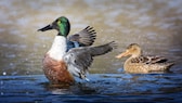 Löffelenten haben ihr Essensbesteck dank ihres breiten Schnabels immer parat. Männchen tragen das typische bunte Federkleid (links), Weibchen sind braun-grau gefärbt (rechts)