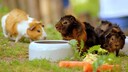Meerschweinchen machen es sich in ihrem Käfig bequem
