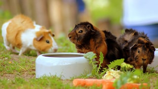 Meerschweinchen machen es sich in ihrem Käfig bequem