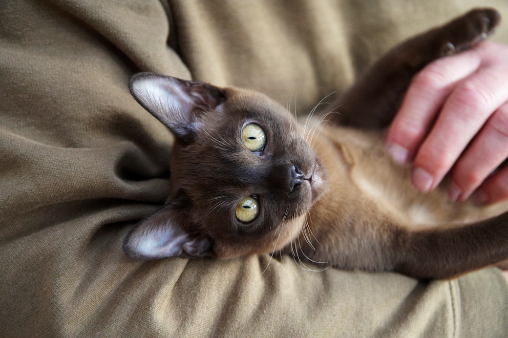 Eine junge Burma-Katze liegt entspannt im Arm ihres Halters