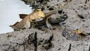 Schlammspringer (Periophthalmodon septemradiatus) bei der Paarung an Land