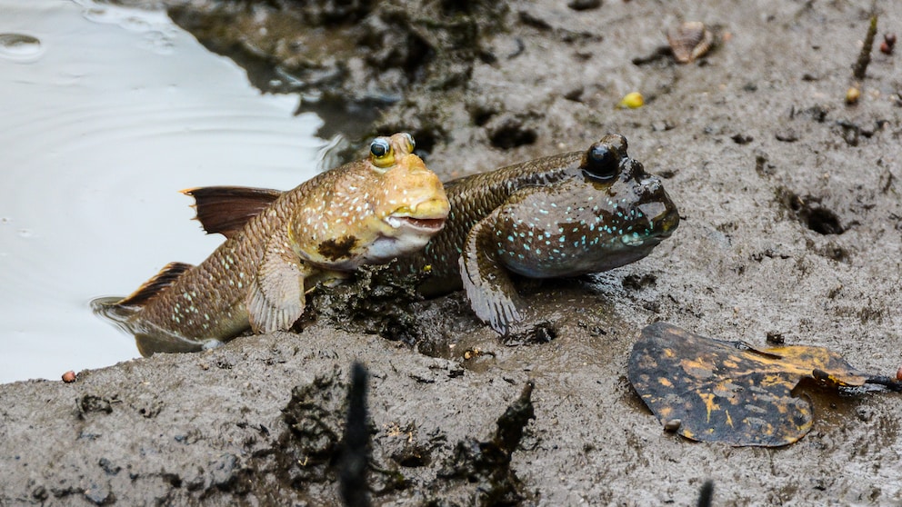 Schlammspringer (Periophthalmodon septemradiatus) bei der Paarung an Land