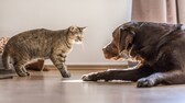 Hund und Katze mögen sich offensichtlich nicht und halten Abstand