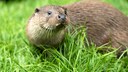 Seit dem 1. Mai können in Bayern Fischotter und Wölfe leichter gejagt werden - und das, obwohl beide eigentlich gesetzlich streng geschützt sind.