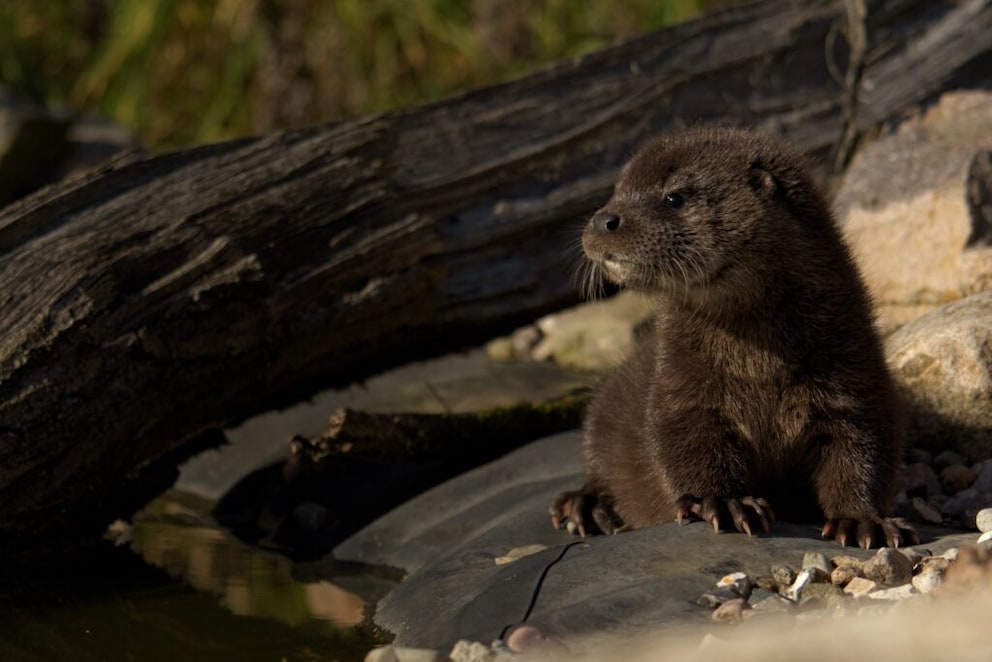 In Germany, otters are considered potentially endangered. Nevertheless, the shooting of otters was recently made easier in Bavaria.