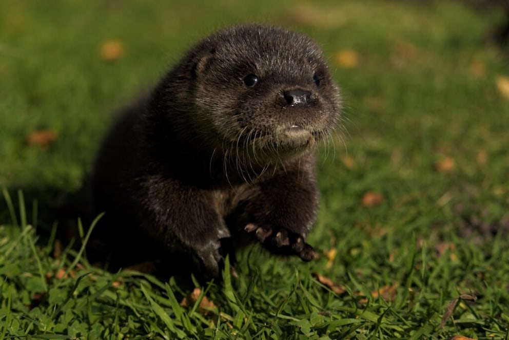 Many otters are involved in traffic accidents, says Katharina Erdmann from the Wildlife and Species Protection Center.