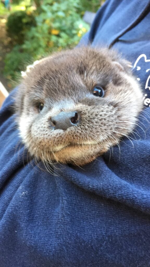 As pups, otters are bottle-fed, but as soon as they can eat independently, they are weaned off the bottle.