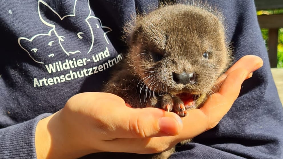 Noch wird Fischotterwelpe Henry im Wildtier- und Artenschutzzentrum in Schleswig-Holstein aufgepäppelt. Im Sommer soll er wieder ausgewildert werden.