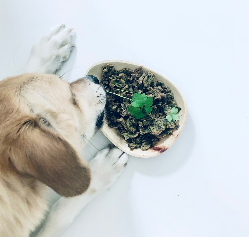 Hund sitzt vor Schale mit Leckerli