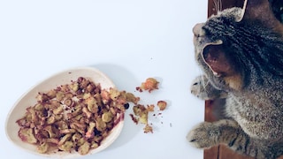 Katze sitzt vor Napf mit selbst gemachten Leckerli.