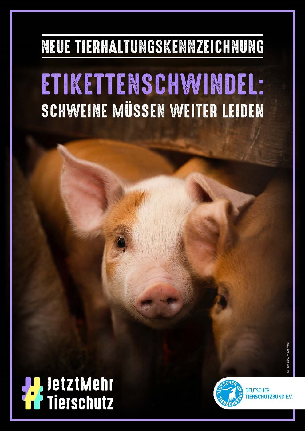 Mit dem Motiv „Etikettenschwindel: Schweine müssen weiter leiden“ weist der Deutsche Tierschutzbund auf die unzureichende Tierhaltungskennzeichnung hin