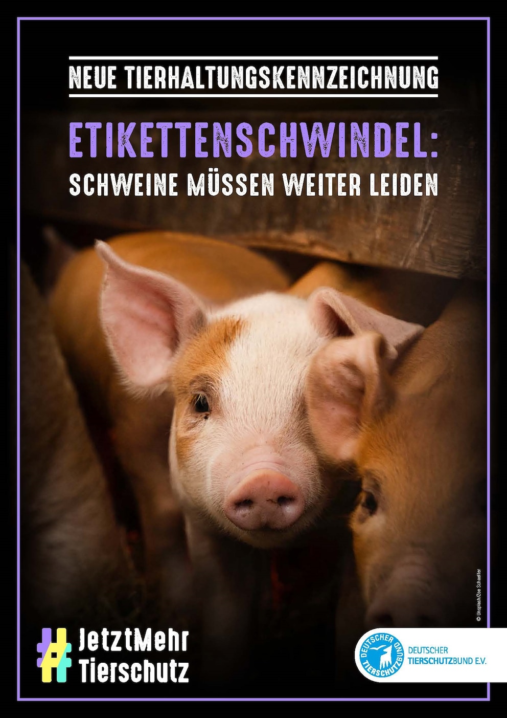 Mit dem Motiv „Etikettenschwindel: Schweine müssen weiter leiden“ weist der Deutsche Tierschutzbund auf die unzureichende Tierhaltungskennzeichnung hin