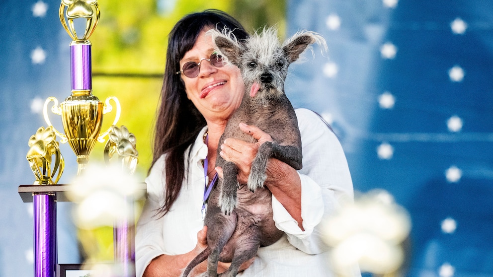 Scooter, ein 7-jähriger chinesischer Schopfhund, wird von seiner Besitzerin Linda Elmquist gehalten, nachdem er den ersten Platz im Wettbewerb um den hässlichsten Hund gewonnen hat