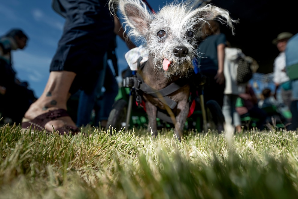 Scooter wandert durch die Menge, bevor er am Freitag, dem 23. Juni 2023, am Wettbewerb um den hässlichsten Hund der Welt teilnimmt.