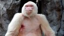 Der Albino-Gorilla „Schneeflocke“ verdeutlicht das Schicksal mancher Albino-Tiere. Aufgrund seines weißen Fells war das Männchen eingefangen und 33 Jahre im Zoo in Barcelona gehalten worden – als einziger bekannter weißer Gorilla verstarb er 2003 mit 40 Jahren aufgrund einer unheilbaren Hautkrebserkrankung