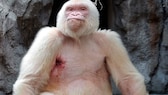 Der Albino-Gorilla „Schneeflocke“ verdeutlicht das Schicksal mancher Albino-Tiere. Aufgrund seines weißen Fells war das Männchen eingefangen und 33 Jahre im Zoo in Barcelona gehalten worden – als einziger bekannter weißer Gorilla verstarb er 2003 mit 40 Jahren aufgrund einer unheilbaren Hautkrebserkrankung