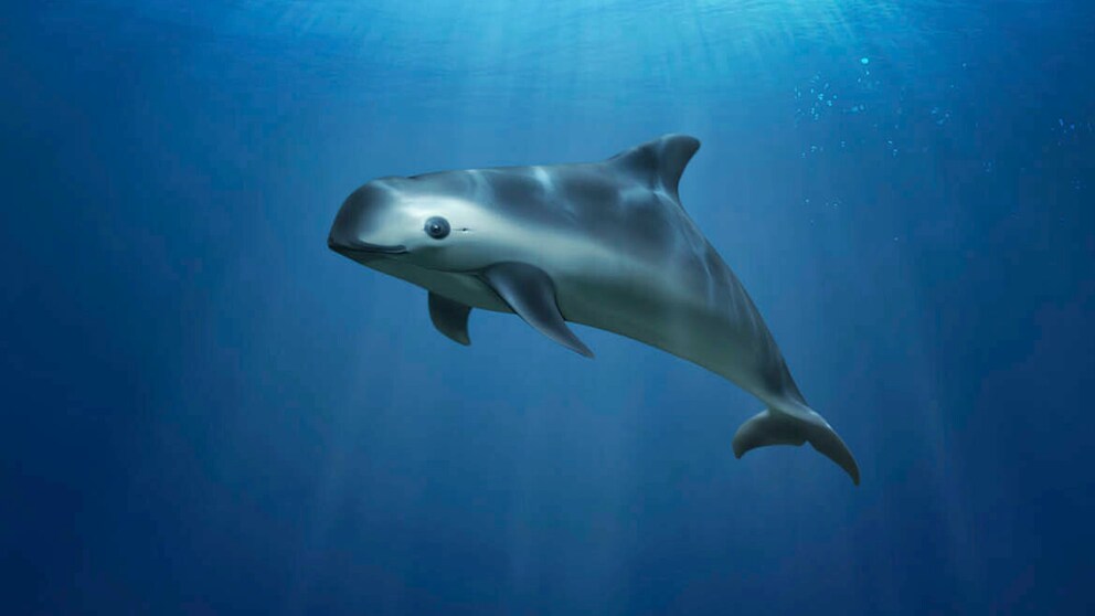 Der Kalifornische Schweinswal ist eines der seltensten Tiere der Welt