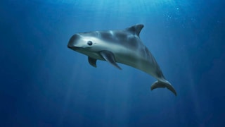 Der Kalifornische Schweinswal ist eines der seltensten Tiere der Welt 