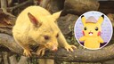 Fotomontage von einem goldenen Fuchskusu neben einem Bild von einem Pikachu-Pokémon