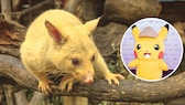 Fotomontage von einem goldenen Fuchskusu neben einem Bild von einem Pikachu-Pokémon