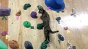 Lalah die Kletterkatze aus Japan steigt auf der Kletterwand in der Boulbaka-Kletterhalle empor