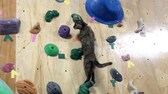 Lalah die Kletterkatze aus Japan steigt auf der Kletterwand in der Boulbaka-Kletterhalle empor