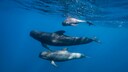Bei der Delfinjagd 
vor den Färöer-Inseln werden besonders Grindwale getötet, die eine Art der Delfine sind. Dabei sterben meist ganze Familiengruppen