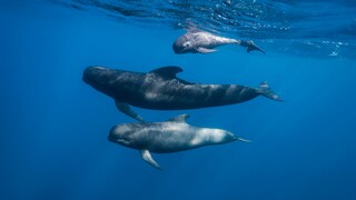 Bei der Delfinjagd 
vor den Färöer-Inseln werden besonders Grindwale getötet, die eine Art der Delfine sind. Dabei sterben meist ganze Familiengruppen