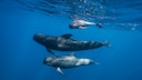 Bei der Delfinjagd
vor den Färöer-Inseln werden besonders Grindwale getötet, die eine Art der Delfine sind. Dabei sterben meist ganze Familiengruppen