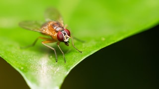 Eine Fruchtfliege der Art Drosophile melanogaster sitzt auf einem Blatt