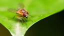 Eine Fruchtfliege der Art Drosophile melanogaster sitzt auf einem Blatt