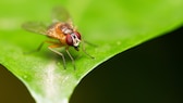 Eine Fruchtfliege der Art Drosophile melanogaster sitzt auf einem Blatt