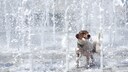 Hund hat Spa&szlig; im Springbrunnen