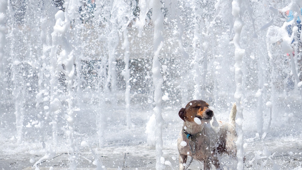 Hund hat Spaß im Springbrunnen