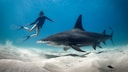 Die Begegnung mit einem Hai, wie hier zwischen einer Taucherin und einem Hammerhai auf den Bahamas, erfordert Kenntnis über das richtige Verhalten