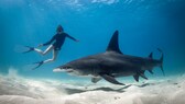 Die Begegnung mit einem Hai, wie hier zwischen einer Taucherin und einem Hammerhai auf den Bahamas, erfordert Kenntnis über das richtige Verhalten
