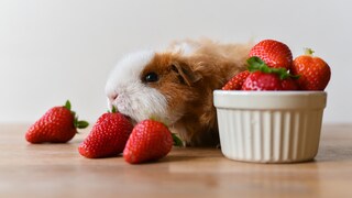 Ein Meerschweinchen schnüffelt an einer Erdbeere