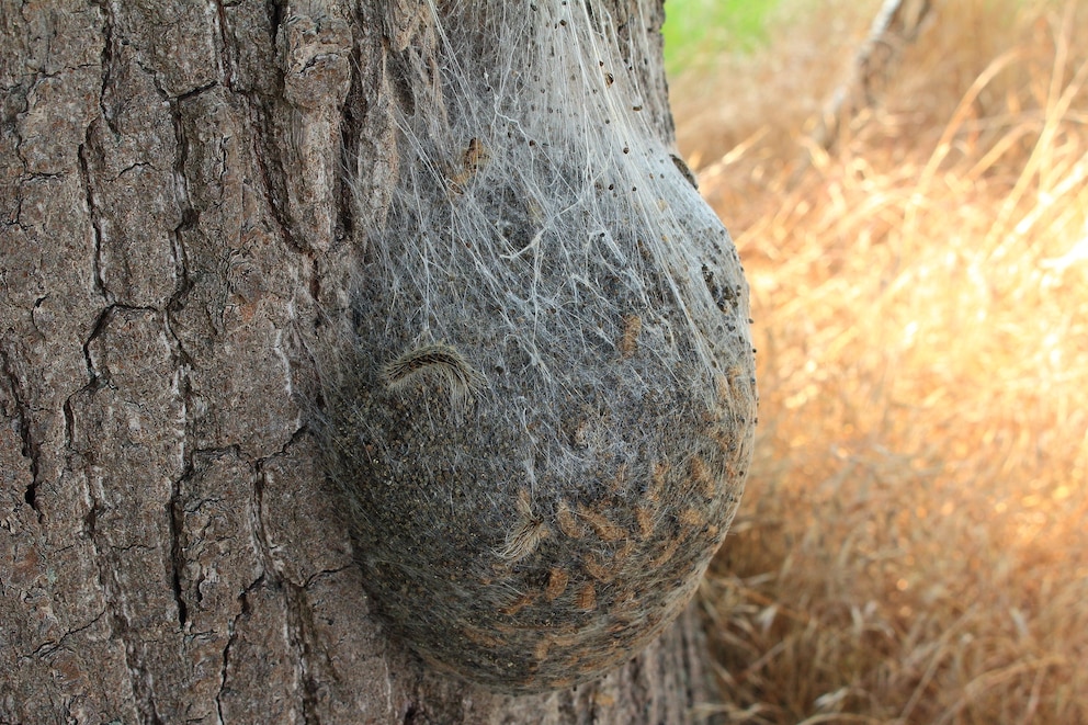 Nest des Eichenprozessionsspinners an einem Eichenstamm