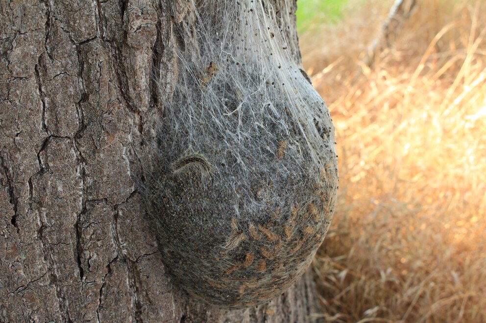 Nest des Eichenprozessionsspinners an einem Eichenstamm