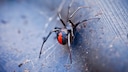 Eine Rotrückenspinne