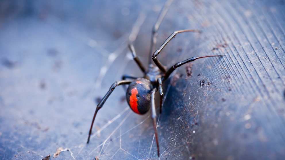 Eine Rotrückenspinne